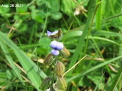 Crotalaria sessiliflora
