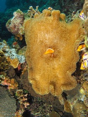 Stichodactyla mertensii