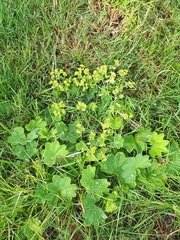 Alchemilla xanthochlora
