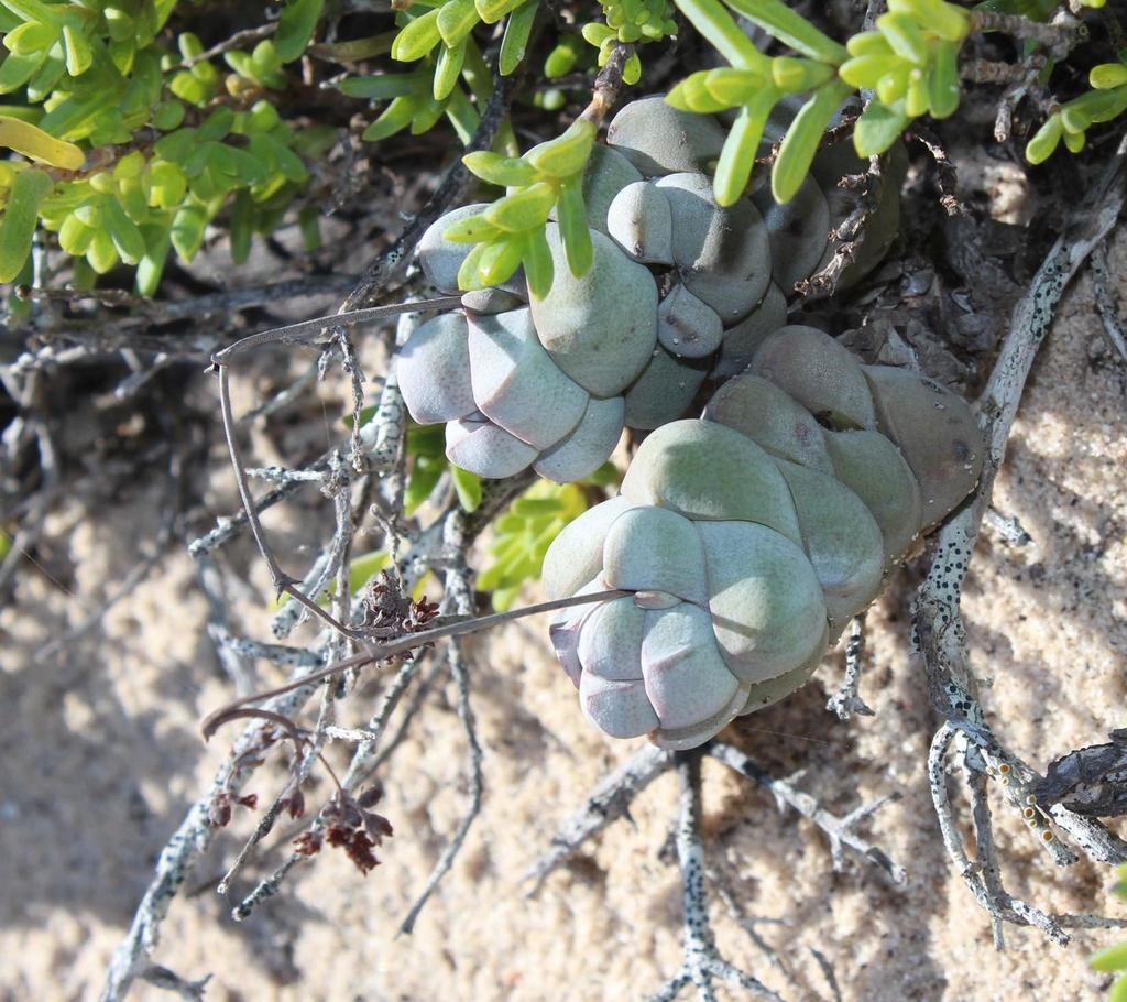 Crassula plegmatoides, Namaqua Fur Seal Colony Trail: Namaqua National Park