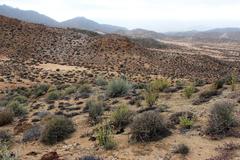 Euphorbia dregeana