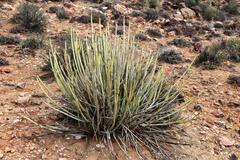 Euphorbia dregeana
