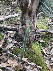 Thelymitra grandiflora