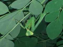 Hierodula pistillinota