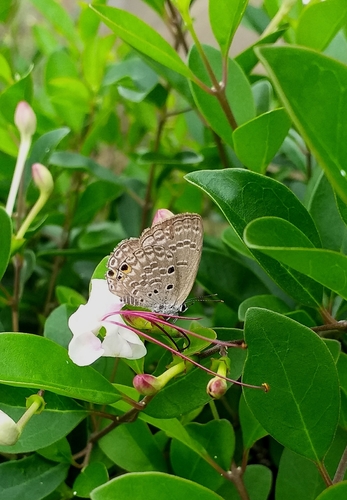 Plains Cupid photo 2
