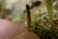 Notogrammitis ciliata