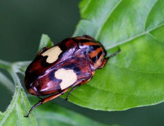 Pedinorrhina trivittata