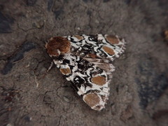 Harrisimemna marmorata