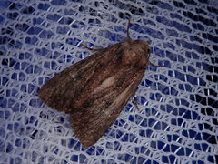 Melanchra persicariae