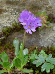 Primula glutinosa
