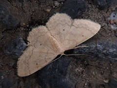 Idaea biselata
