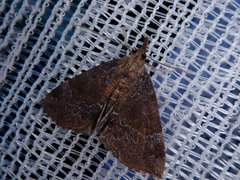 Hypena rivuligera
