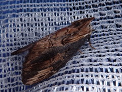Hexafrenum leucodera