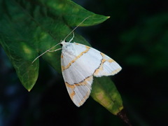 Ariolica argentea