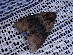 Cranionycta jankowskii