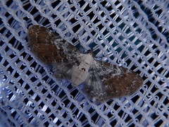 Eupithecia sophia