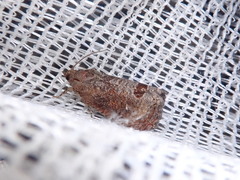 Cryptophlebia ombrodelta