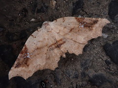 Amphitrogia amphidecta