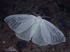 Arctornis kumatai