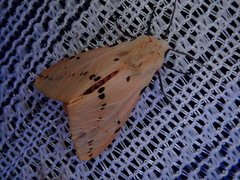 Spilarctia seriatopunctata