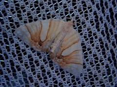 Eulithis convergenata