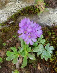 Primula glutinosa