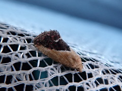 Maliattha chalcogramma