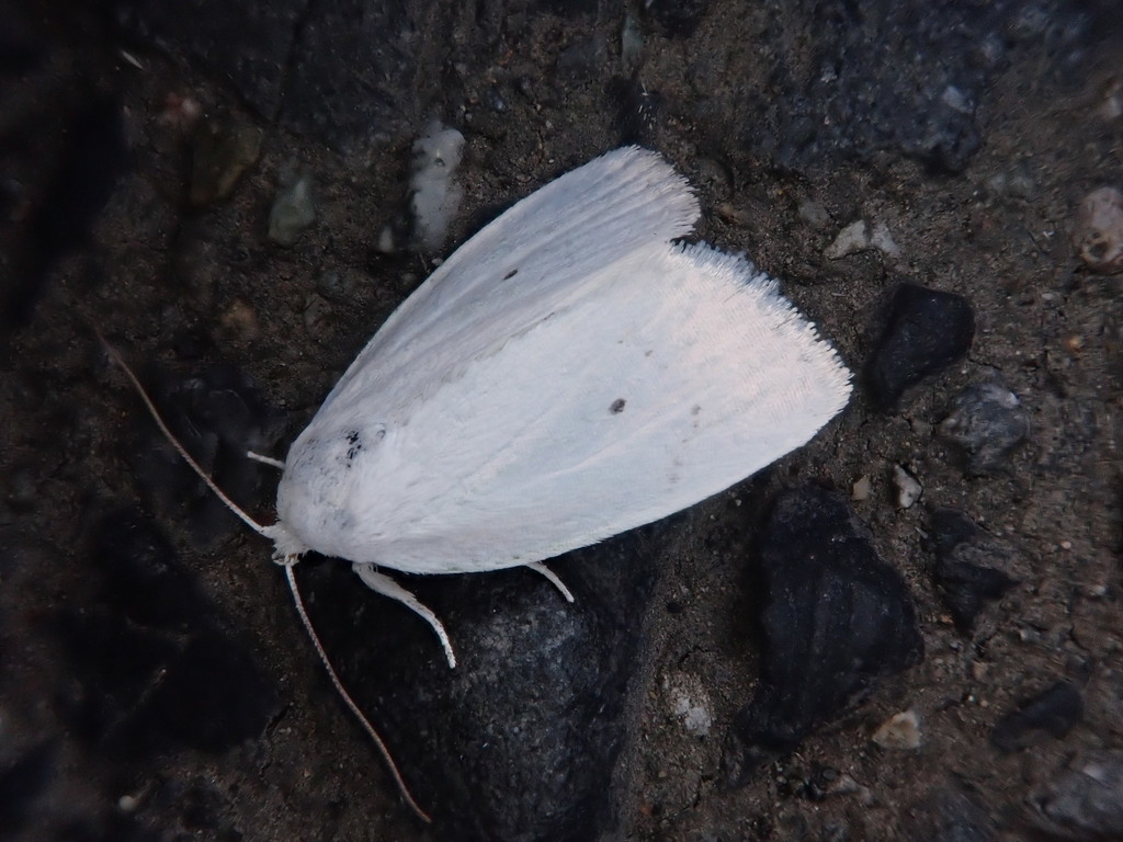 Chasminodes cilia