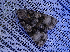 Craniophora praeclara