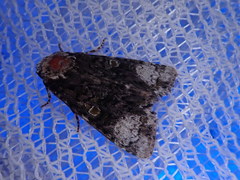 Craniophora ligustri