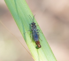 Thynnoidea
