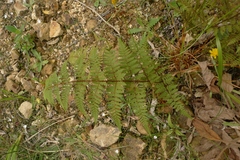 Hypolepis rufobarbata