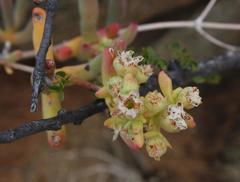 Stoeberia frutescens
