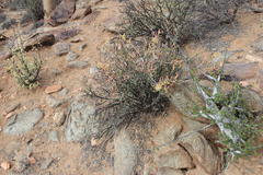 Stoeberia frutescens