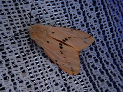 Spilarctia seriatopunctata