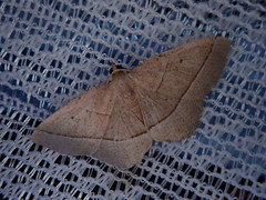 Rhynchobapta cervinaria