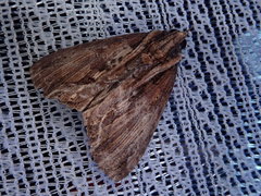 Ercheia umbrosa