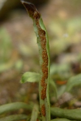 Notogrammitis ciliata