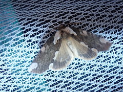 Macrothyatira flavida