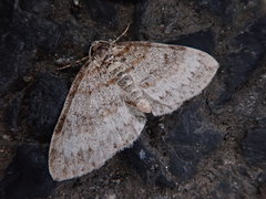 Solitanea defricata