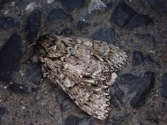 Pheosiopsis olivacea