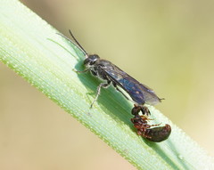 Thynnoidea