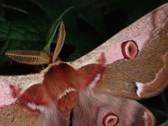 Saturnia jonasii jonasii