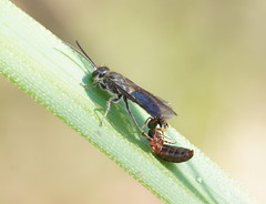 Thynnoidea