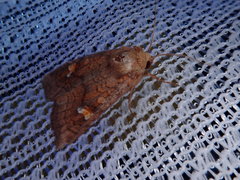 Amphipoea ussuriensis