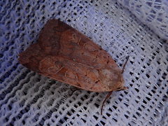 Sineugraphe bipartita