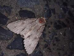 Acronicta major
