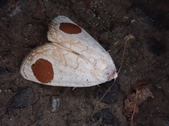 Sphragifera sigillata