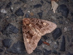 Phlogophora aureopuncta