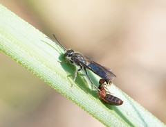 Thynnoidea